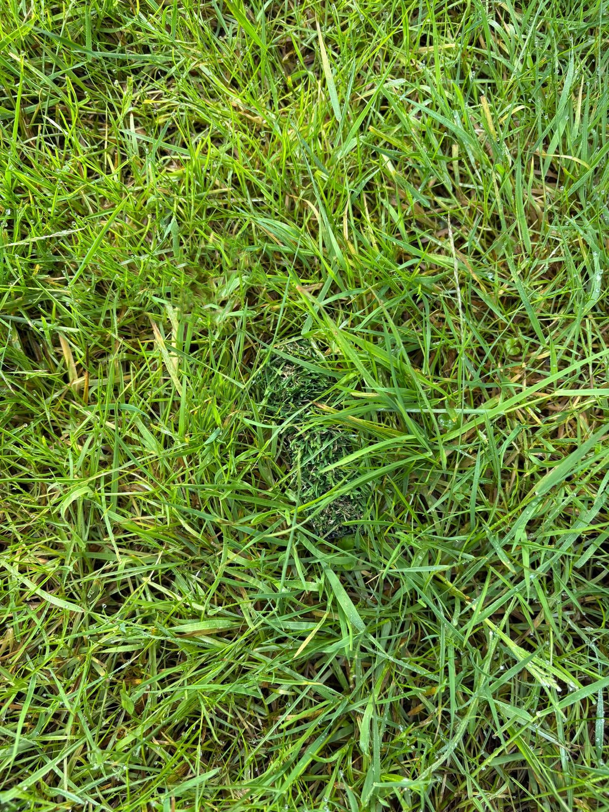 Wiesenstück/ Kunstrasen